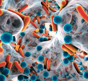 Bacteria on biofilm - antibiotics