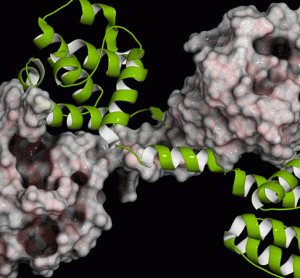 DNA-like molecule for DMD treatment