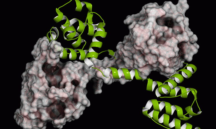 DNA-like molecule for DMD treatment