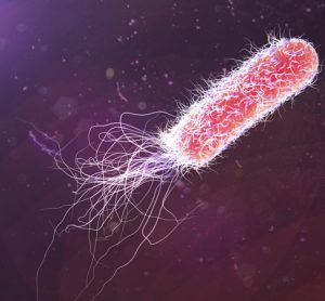 Pseudomonas aeruginosa