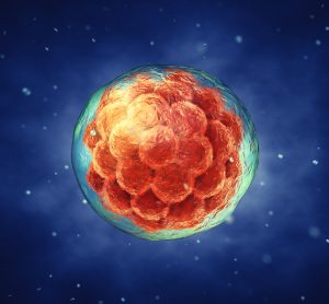 Early stage embryo