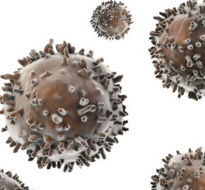 Immune cells found to be derived from specialised progenitors