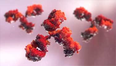 Red antibodies