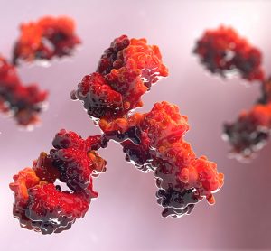 Antibodies