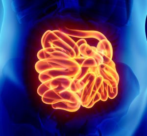 Stem cell-derived intestine model mimics innate immune responses