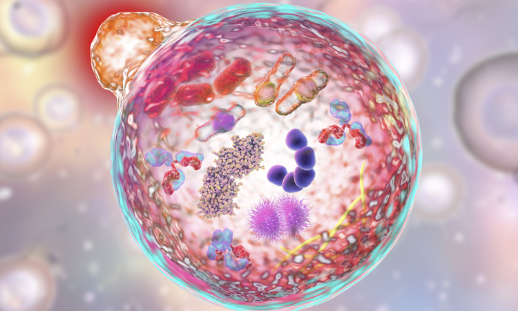 cell with its internal contents visible undergoing autophagy