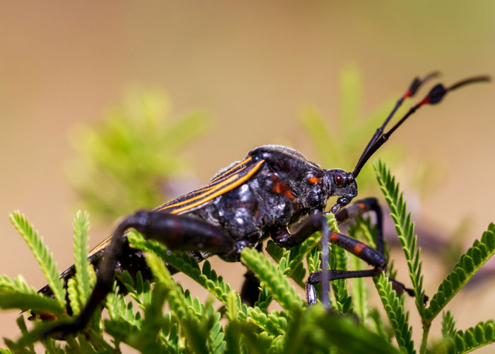 Chagas