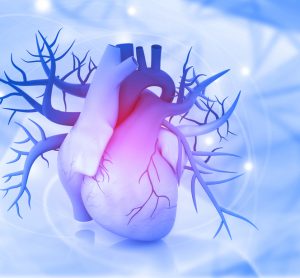 Heart muscle