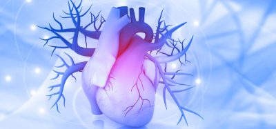 Heart muscle
