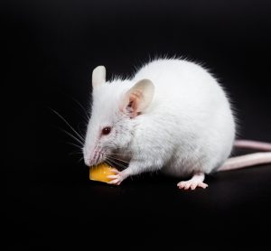 Mouse with diabetes
