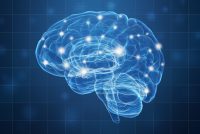 A human brain on blue background. 3D illustration