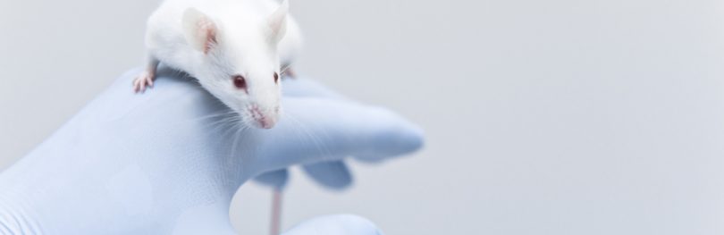 Mouse model of COVID-19