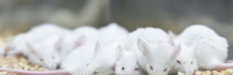 Chemotherapy - Mice in lab