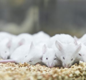 mice are social