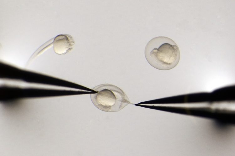 Scientists removing eggshell from zebrafish embryo