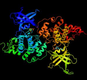 New Alzheimer’s animal model more closely mimics human disease