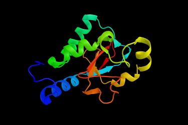 E3 ligase