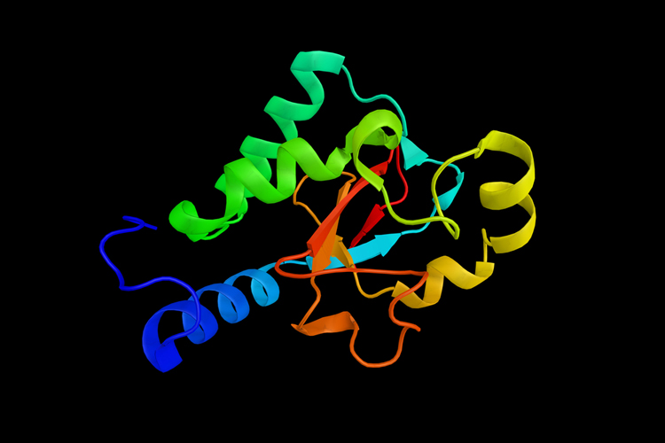 E3 ligase