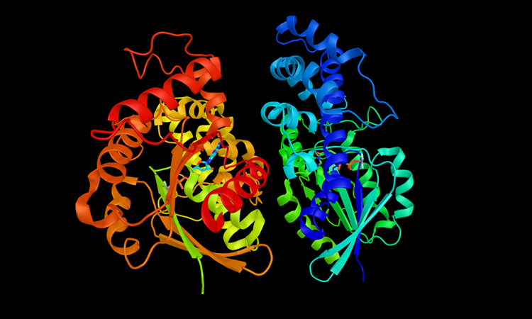 Proteins interacting