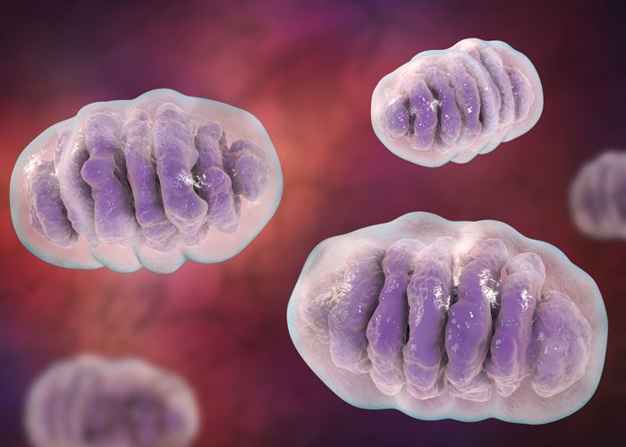 Mitochondrial Disease