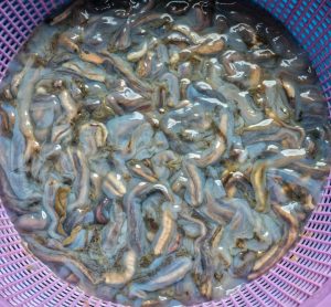 Shipworm clams - parasites