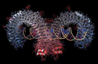 Toll-like receptor