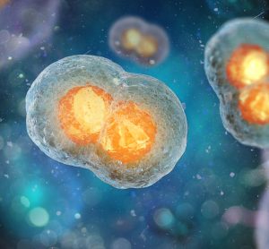 Stem cell
