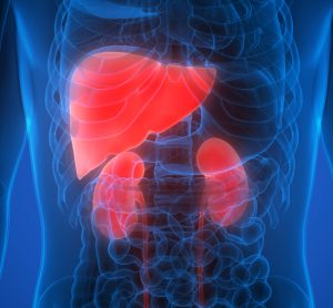 kidney