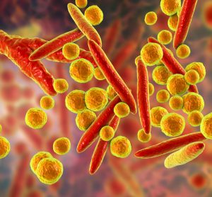 Mycoplasma bacteria