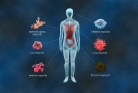 Illustration showing different types of human organoids linked to body organs, including cerebral, lung, liver, intestinal, stomach and mammary gland models.