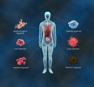 Illustration of a human figure showing the location and types of organoids used in biomedical research, including mammary gland, liver, intestinal, cerebral, lung, and stomach organoids.