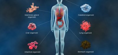 Illustration of a human figure showing the location and types of organoids used in biomedical research, including mammary gland, liver, intestinal, cerebral, lung, and stomach organoids.