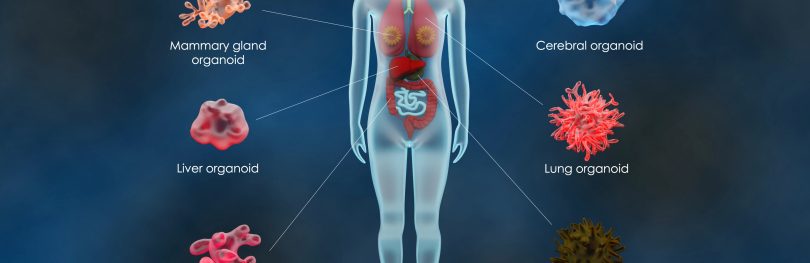 Illustration of a human figure showing the location and types of organoids used in biomedical research, including mammary gland, liver, intestinal, cerebral, lung, and stomach organoids.