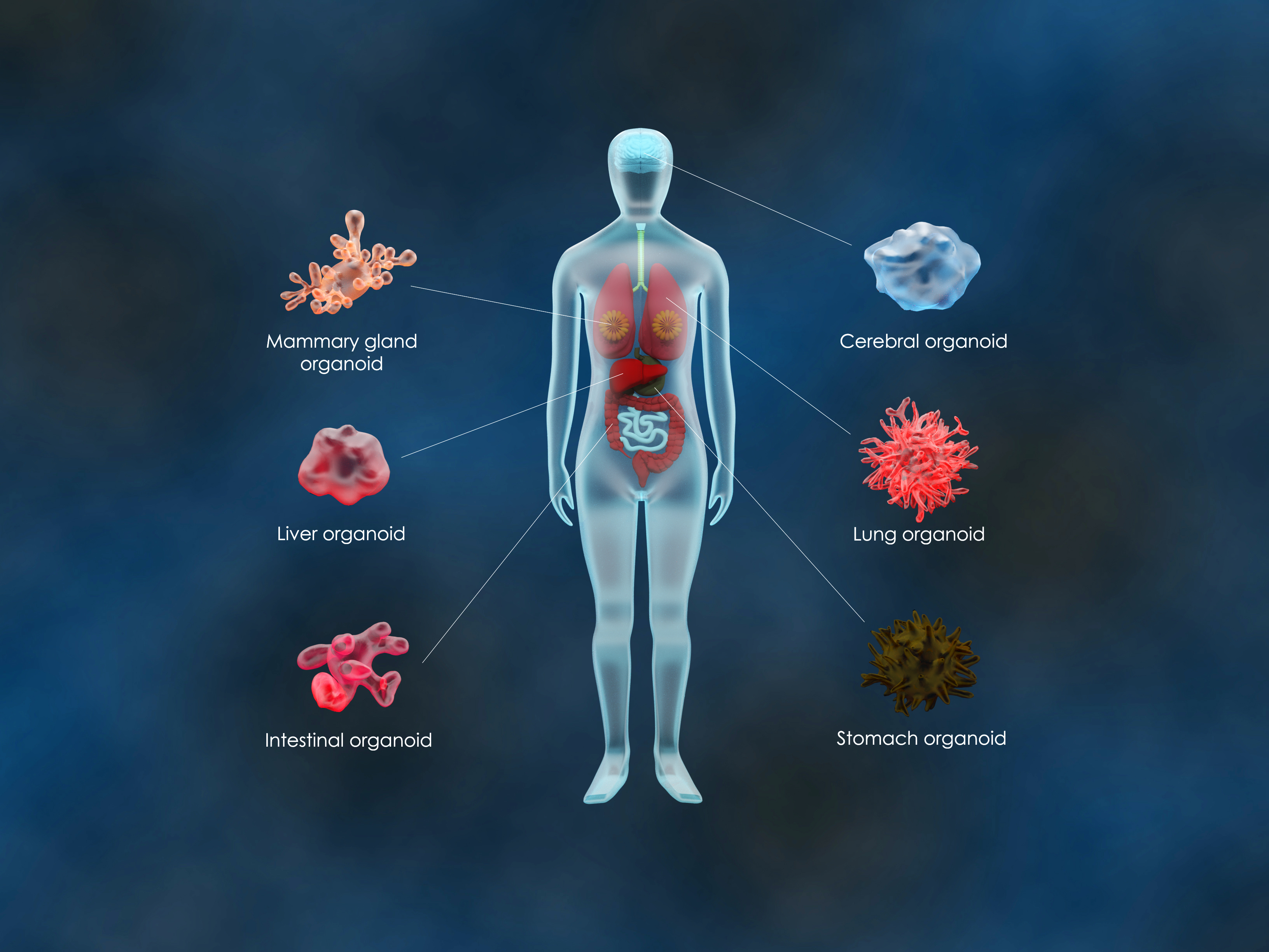 Illustration of a human figure showing the location and types of organoids used in biomedical research, including mammary gland, liver, intestinal, cerebral, lung, and stomach organoids.
