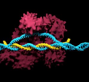 CRISPR-Cas9