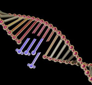 Scientists visualise structure of key DNA repair component