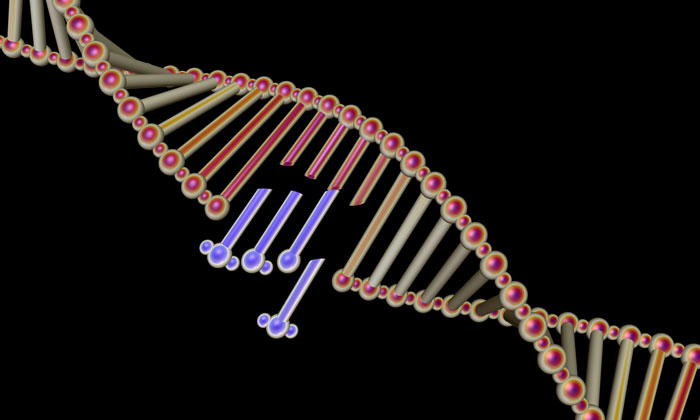 Scientists visualise structure of key DNA repair component