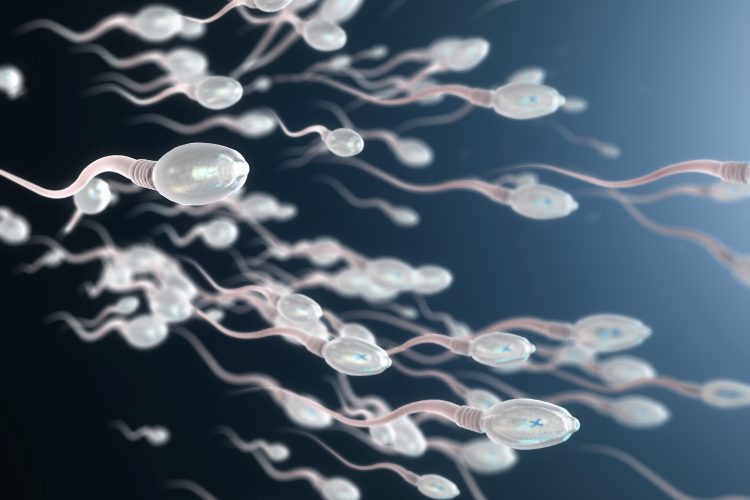 sperm cell