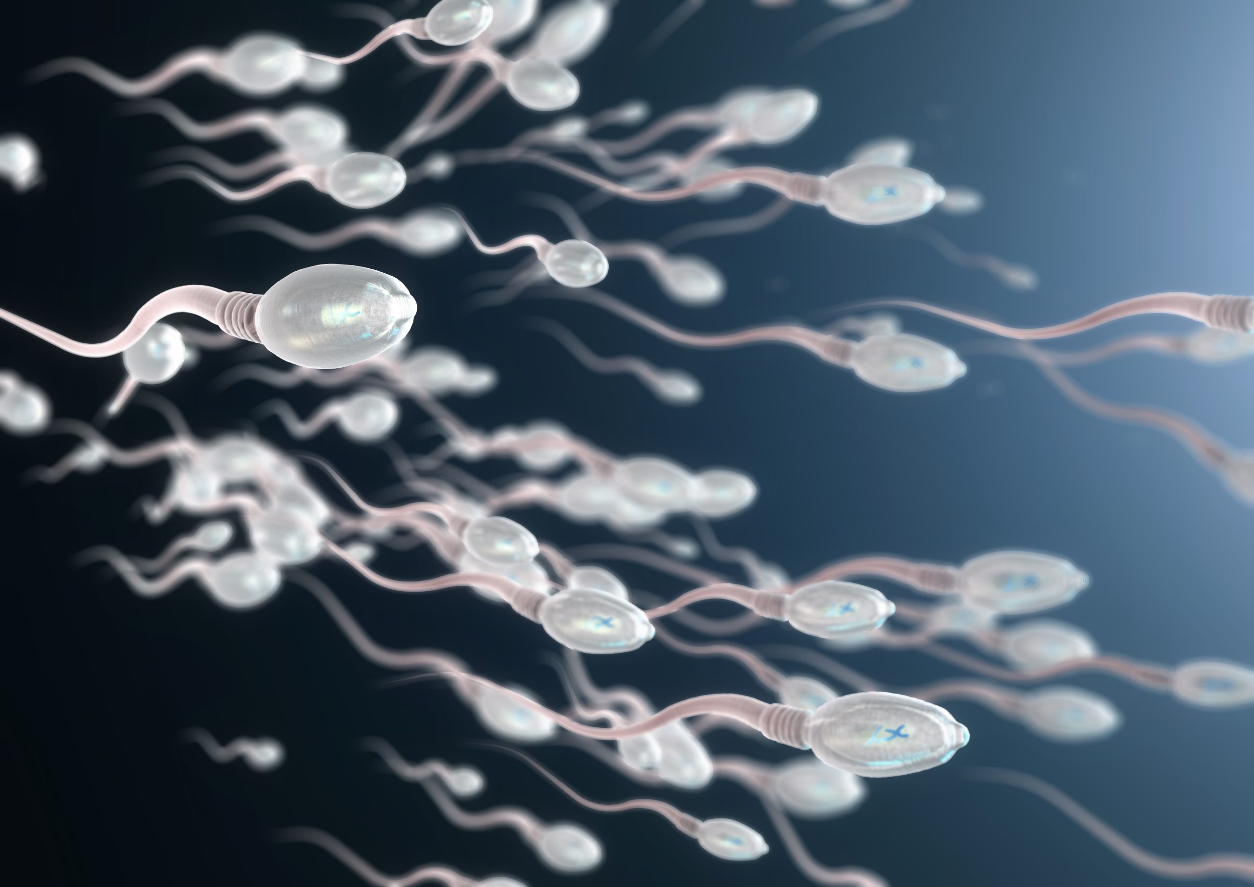 sperm cell