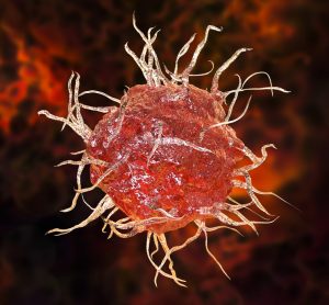 Red dendritic cell