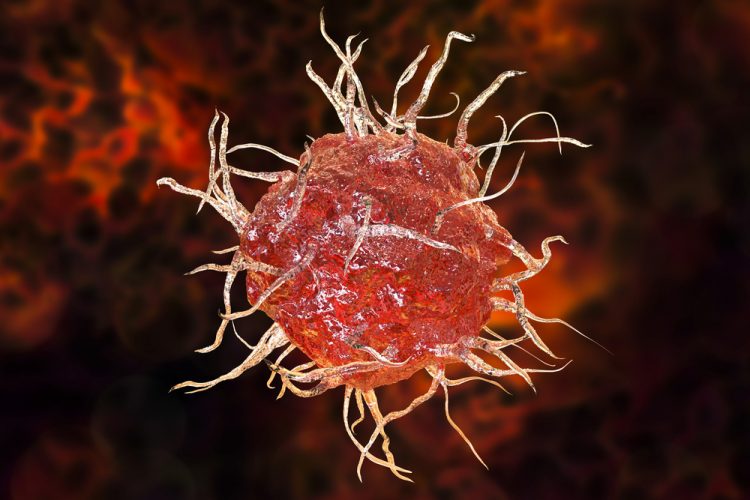 Red dendritic cell
