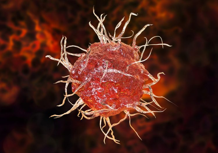 Red dendritic cell