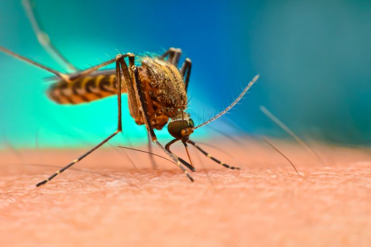 Mosquito - malaria transmission