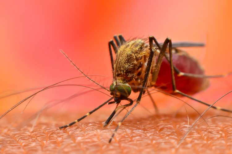 Study Reveals Potential For Malaria Prevention Vaccine