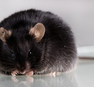 Mouse with obesity