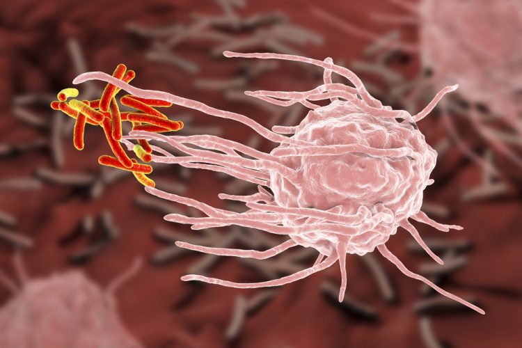 Microphage immune cell engulfing bacteria