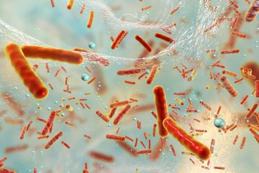 Bacteria and biofilm