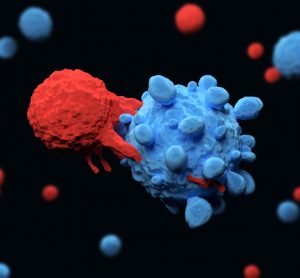 T cell