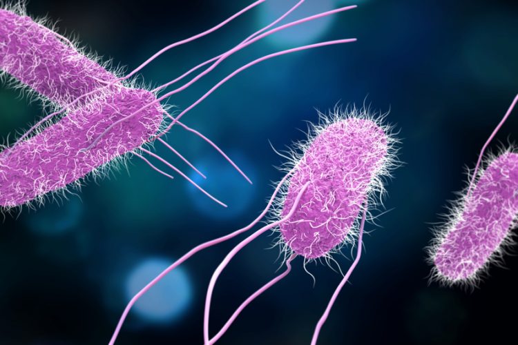 Salmonella bacteria