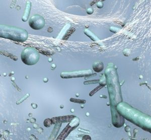 Bacteria on biofilm
